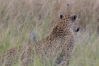 a cheetah standing in a field of tall grass