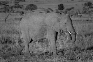 an elephant walking in a field